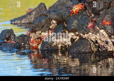 Sally lightfoot crabes (Grapsus grapsus) sur des rochers de lave à l'île Santa Cruz (Infatigable) dans les îles Galapagos, Équateur. Banque D'Images