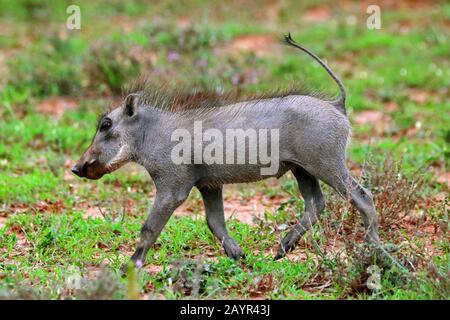 Warthog commun, warthog savane (Phacochoerus africanus), pup, Afrique du Sud Banque D'Images