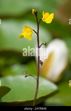 Utriculaire utriculaire commune, une plus grande (Utricularia vulgaris), la floraison, Allemagne Banque D'Images