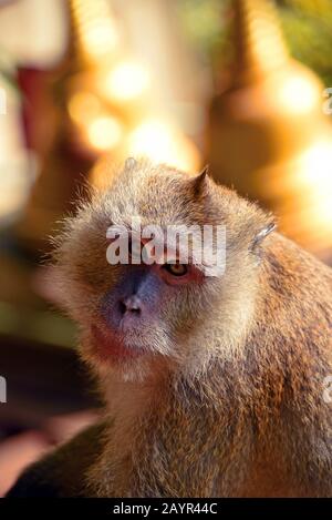 Macaque, Java Macaque, Longqued Macaque (Macaca fascicularis, Macaca irus), au temple du tigre au nord de la ville, Thaïlande, Krabi Banque D'Images