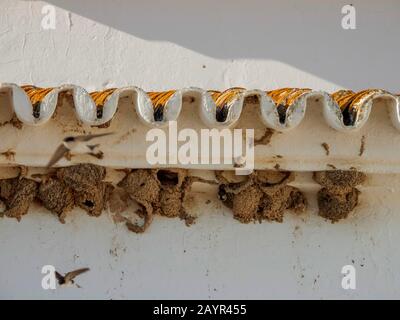 Maison commune martin (Delichon urbica, Delichon urbicum), colonie, Espagne, El Rocio Banque D'Images