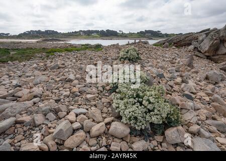 Kale de mer, kale de mer, Seakale, Crambe (Crambe maritima), floraison, France, Bretagne Banque D'Images