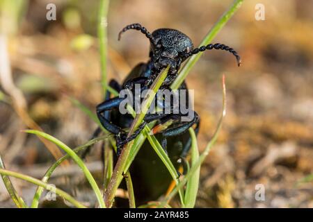 Le coléoptère pétrolier, le coléoptère noir (Meloe prodicaaeus), alimente une petite lame d'herbe, Allemagne, Bavière, Niederbayern, Basse-Bavière Banque D'Images