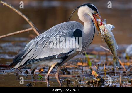 Héron gris (Ardea cinerea), avec perchaude dans le bec, Allemagne, Nordrein-Westfalen Banque D'Images