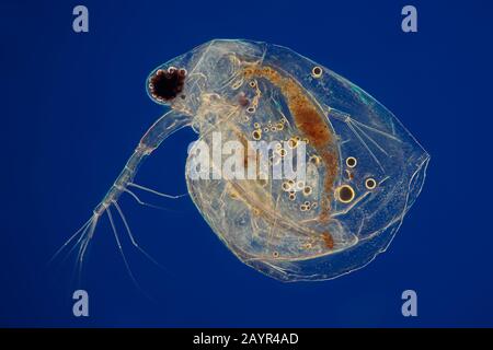 Puces à eau commune (Daphnia pulex), en lumière polarisée, Allemagne Banque D'Images