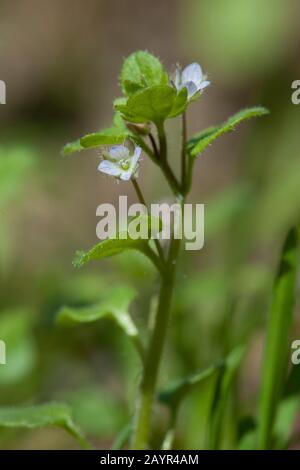 Feuilles de lierre (Veronica hederifolia véronique subsp. sublobata, Veronica sublobata), blooming, Allemagne Banque D'Images