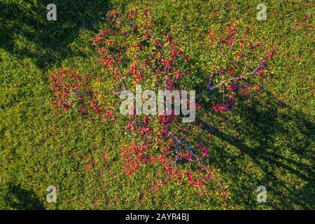 Apple Tree (Malus domestica), vue aérienne, drone photo, pommier avec de nombreuses pommes mûres, Allemagne, Bavière, Niederbayern, Basse-Bavière Banque D'Images