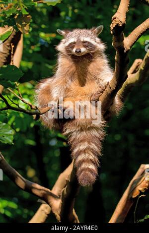 Raton commun (Procyon lotor), jeune animal assis sur une branche dans un arbre et laisser le soleil briller sur le pelt, Allemagne Banque D'Images