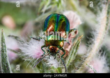 Dlochrysa (Dlochrysa fastuosa, Chrysolina fastuosa), sur plante, Allemagne Banque D'Images