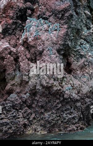 Les iguanes marins (Amblyrhynchus cristatus) se basirent sur des roches de lave de l'île de Rabida (île de Jervis) dans les îles Galapagos, en Équateur. Banque D'Images