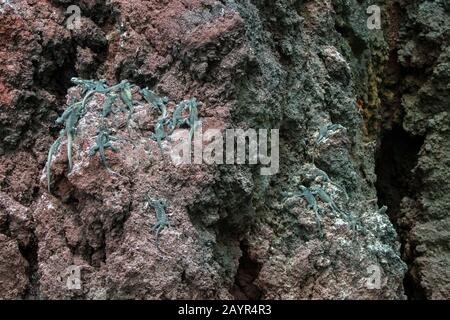 Les iguanes marins (Amblyrhynchus cristatus) se basirent sur des roches de lave de l'île de Rabida (île de Jervis) dans les îles Galapagos, en Équateur. Banque D'Images