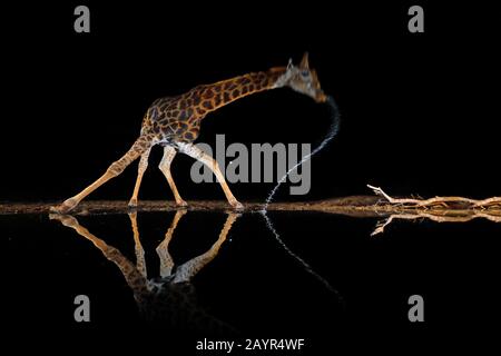 Giraffe (Giraffa camelopardalis), boire dans un trou d'eau dans la nuit, Afrique du Sud, Kwazulu-Natal, Zimanga Game Reserve Banque D'Images