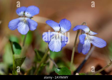 Violet commun, commun chien-violette (Viola riviniana), fleurs, Allemagne Banque D'Images