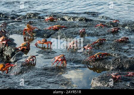 Sally lightfoot crabes (Grapsus grapsus) sur les rochers de lave le long de la rive près de Puerto Egas, île de Santiago (île James) dans les îles Galapagos, Ecuad Banque D'Images