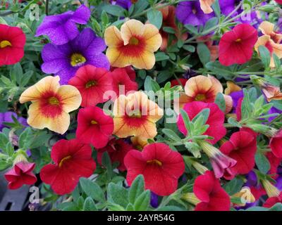 Fleurs hybrides étalachoa colorées en pleine floraison Banque D'Images