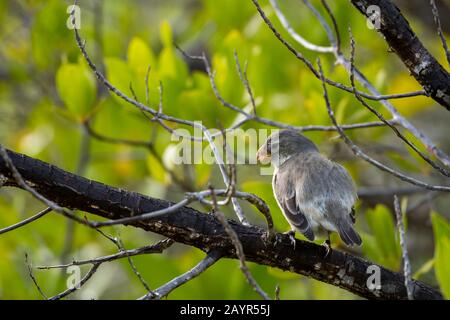 une femelle de finch (Darwins finch) à Playa Espumilla, une plage sur l'île de Santiago (île James) dans les îles Galapagos, Équateur. Banque D'Images