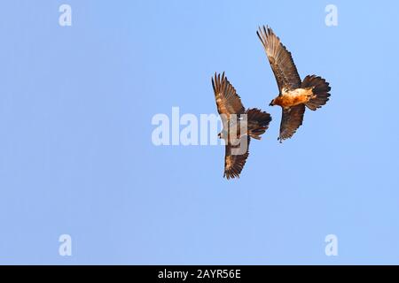 Lammergeier, Bearded Vautour (Gypaetus barbatus), adulte et juvénile en vol, vol de formation, Afrique du Sud, réserve de jeu du château de Giants Banque D'Images