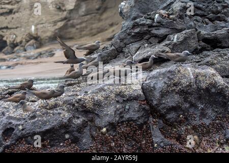 Galapagos Brown Noddy Terns ou Common Noddy Terns (Anous stolidus) assis sur des rochers près de Playa Espusilla, une plage sur l'île de Santiago (île James) dans Banque D'Images