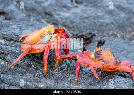Sally lightfoot crabes (Grapsus grapsus) sur les roches de lave de l'île Bartolome dans les îles Galapagos, Équateur. Banque D'Images