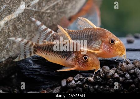 Corydoras poisson-chat (Corydoras gossei), sur fond rocheux Banque D'Images