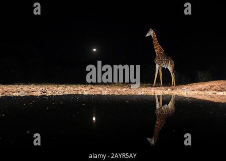 Giraffe (Giraffa camelopardalis), debout à un trou d'eau dans la nuit d'une pleine lune, Afrique du Sud, Kwazulu-Natal, Zimanga Game Reserve Banque D'Images