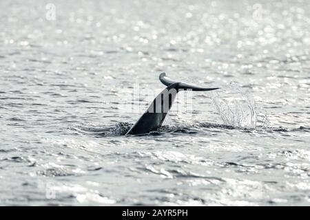 Dauphin à bec large, dauphin commun à nez bocal (Tursiops truncatus), sous-fusion, aileron arrière regardant l'eau, Royaume-Uni, Écosse, Black Isle, Chanonry point Banque D'Images