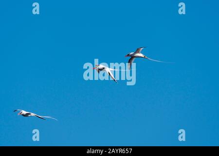 Un groupe d'oiseaux de tropique à bec rouge (Phaethon aetheus mesonauta) survolent l'île de Genovesa (île de la Tour) dans les îles Galapagos, en Équateur. Banque D'Images