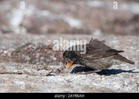 une femelle grand cactus Ground finch (Darwins finch) sur l'île Genovesa (île Tower) dans les îles Galapagos, Équateur. Banque D'Images