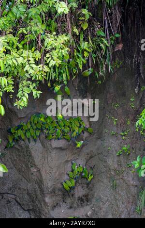 Parakeets à tête dusky (Aratinga weddellii) sur un lécher d'argile le long du Rio Napo dans la forêt tropicale près de la Selva Lodge près de Coca, en Équateur. Banque D'Images