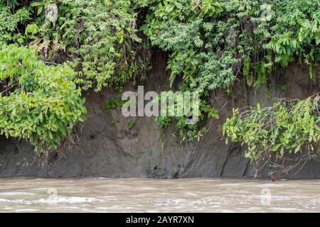 Parakeets à tête dusky (Aratinga weddellii) sur un lécher d'argile le long du Rio Napo dans la forêt tropicale près de la Selva Lodge près de Coca, en Équateur. Banque D'Images