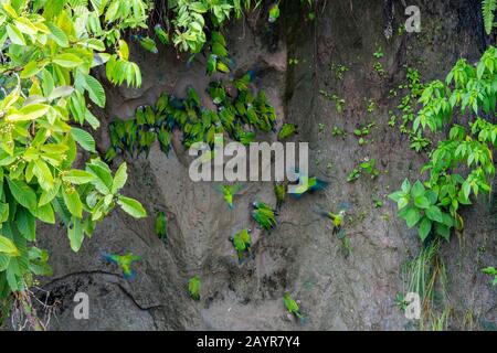 Parakeets à tête dusky (Aratinga weddellii) sur un lécher d'argile le long du Rio Napo dans la forêt tropicale près de la Selva Lodge près de Coca, en Équateur. Banque D'Images