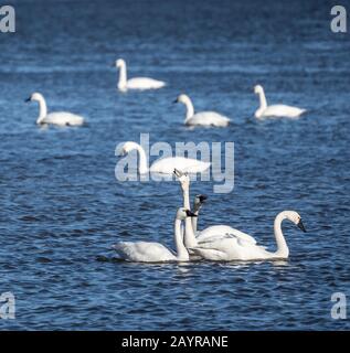 Les cygnes de la toundra (Cygnus columbianus) s'arrêtent au lac de Pennsyvania pour se reposer pendant la migration vers le nord. Banque D'Images