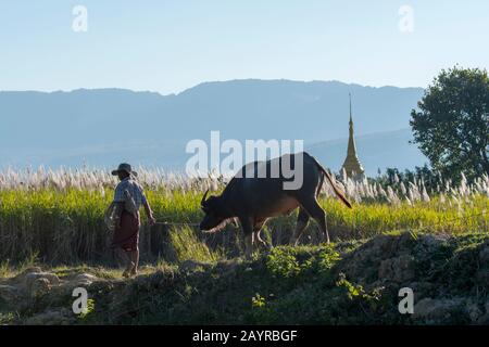 Vue sur un agriculteur avec la vache Brahma et des roseaux rétroéclairés et un stupa près du village de Naungtaw sur le lac Inle au Myanmar. Banque D'Images