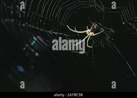 Spider dans un Web contre un fond noir éclairé par le soleil. Banque D'Images