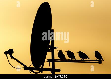 Étoile commune (Sturnus vulgaris), perchée sur l'antenne de télévision. Banque D'Images