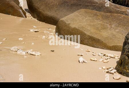 Rochers, coquillages, morceaux de corail et vagues près de Nudey Beach sur l'île Fitzroy dans la mer de corail au large de la côte tropicale du Queensland Australie. Banque D'Images