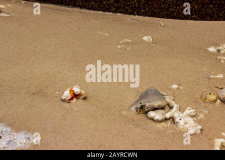 Rochers, coquillages, morceaux de corail et vagues près de Nudey Beach sur l'île Fitzroy dans la mer de corail au large de la côte tropicale du Queensland Australie. Banque D'Images