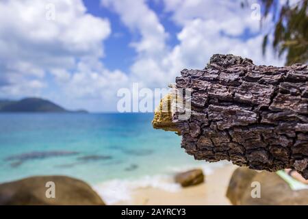 Une branche de pins brisés dans le contexte dramatique de l'Australie tropicale du Queensland près de Nudey Beach sur l'île Fitzroy. Banque D'Images