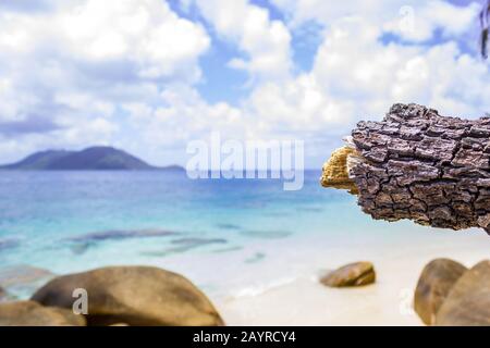 Une branche de pins brisés dans le contexte dramatique de l'Australie tropicale du Queensland près de Nudey Beach sur l'île Fitzroy. Banque D'Images