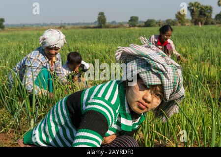 Une adolescente ferme travaille dans un champ planté d'oignons le long de la route de Bagan à Mandalay au Myanmar. Banque D'Images