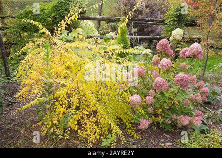 Jaune d'or Forsythia x 'Marée d'Or' et rose Hydrangea paniculata 'Little Lime' arbustes dans le jardin d'arrière-cour en automne. Banque D'Images