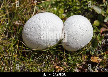 Champignons de montagne. Bovista nigrescens (boule de macareux marron). Herbages alpins. Photo prise à 2900 mètres d'altitude. Banque D'Images