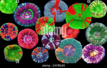 Scolymia wellsii LPS corail sur fond noir Banque D'Images