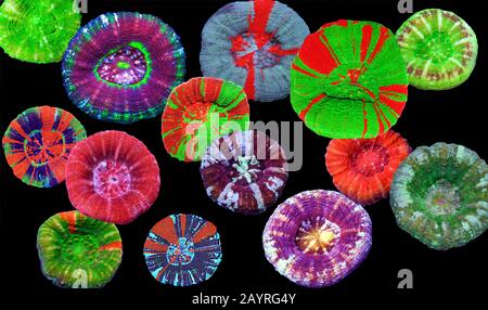 Scolymia wellsii LPS corail sur fond noir Banque D'Images