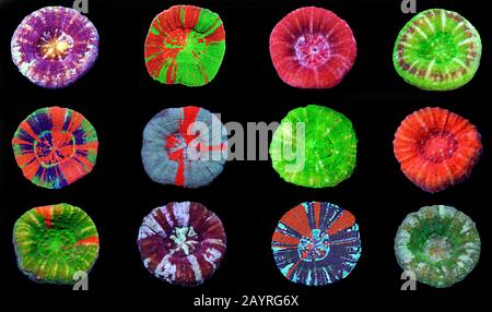 Scolymia wellsii LPS corail sur fond noir Banque D'Images