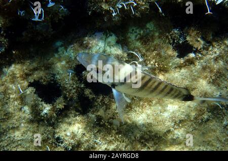 Rame de mer blanche sargo - (Diplodus sargus) Banque D'Images