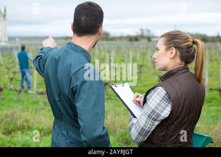 récolte de raisins de pinot noir dans le vignoble Banque D'Images