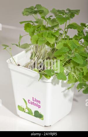 Plante vivante potée de la catanip. Catnip peut être utilisé comme base d'un répulsif naturel de moustiques, ainsi que quelque chose que les chats trouvent agréable. Banque D'Images