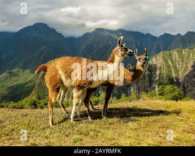 Paire de belles lamas sur le site de Machu Picchu au Pérou Banque D'Images