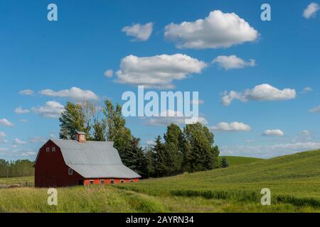 Vue sur une grange rouge près de Steptee Butte dans le comté de Whitman dans la Palouse, État de Washington, États-Unis. Banque D'Images